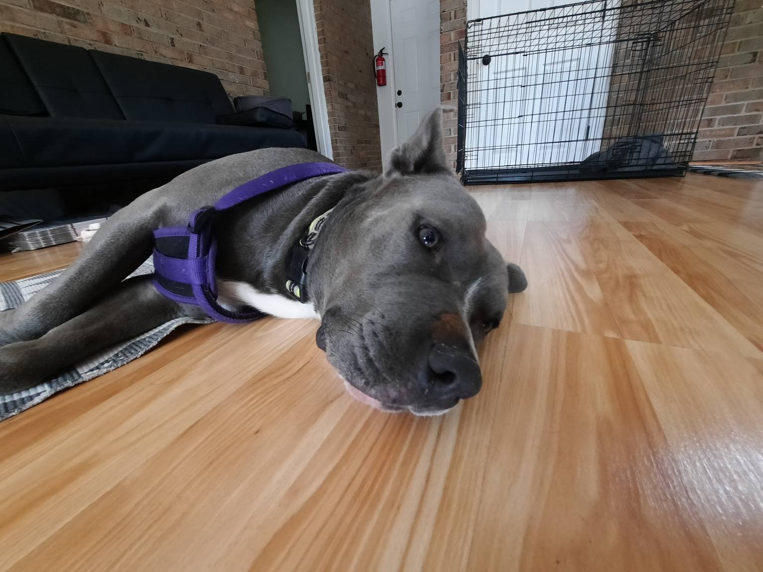 Special needs dog care